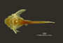 Bunocephalus chamaizelus FMNH 53122  holo v